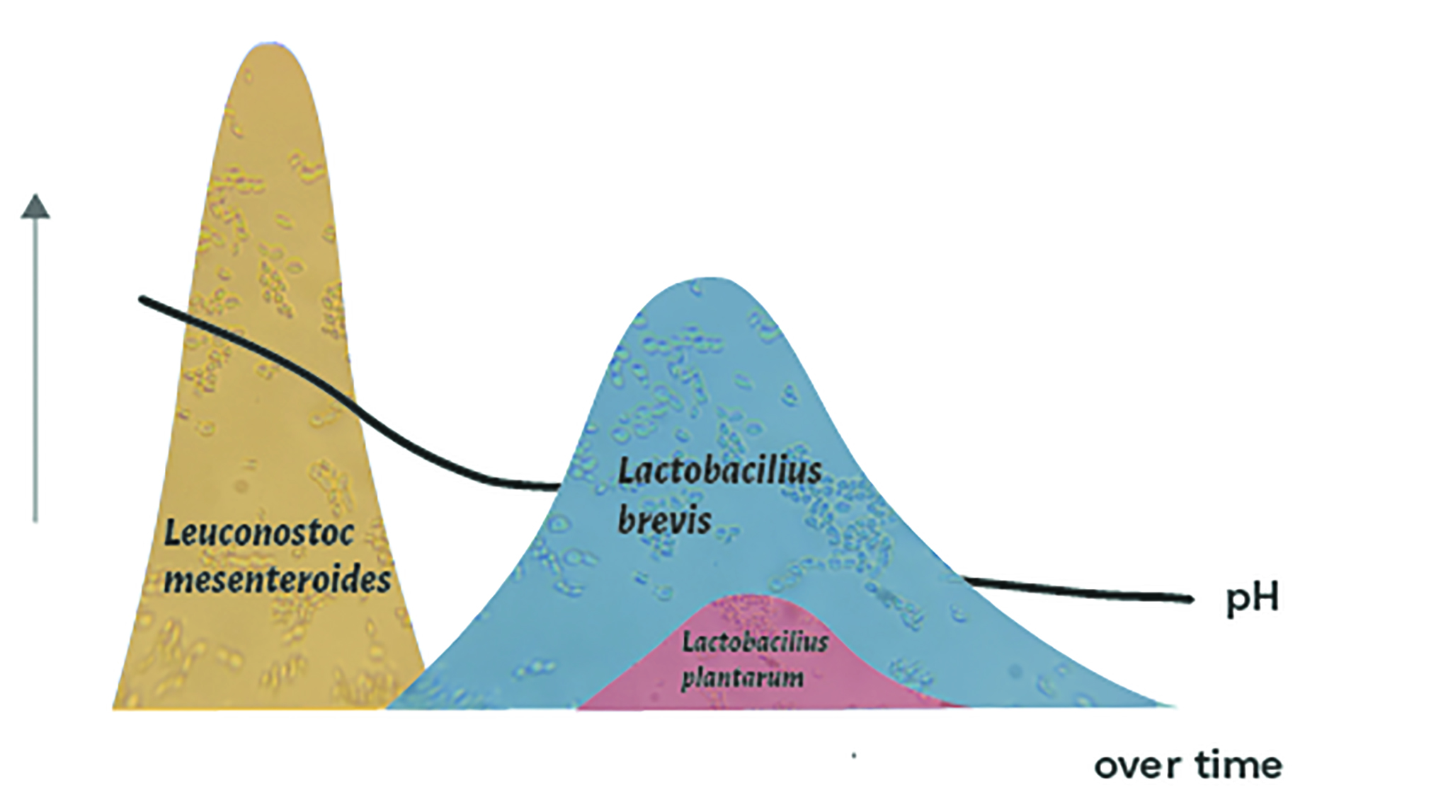 Sketch of different bacteria distributions over time and in relationship to ph. Lactobacillus plantarum has an increase in plantarum early on with high ph. Then ph drops as Lactobacilius brevis and Leuconostoc mesenteroides take over later on in time.