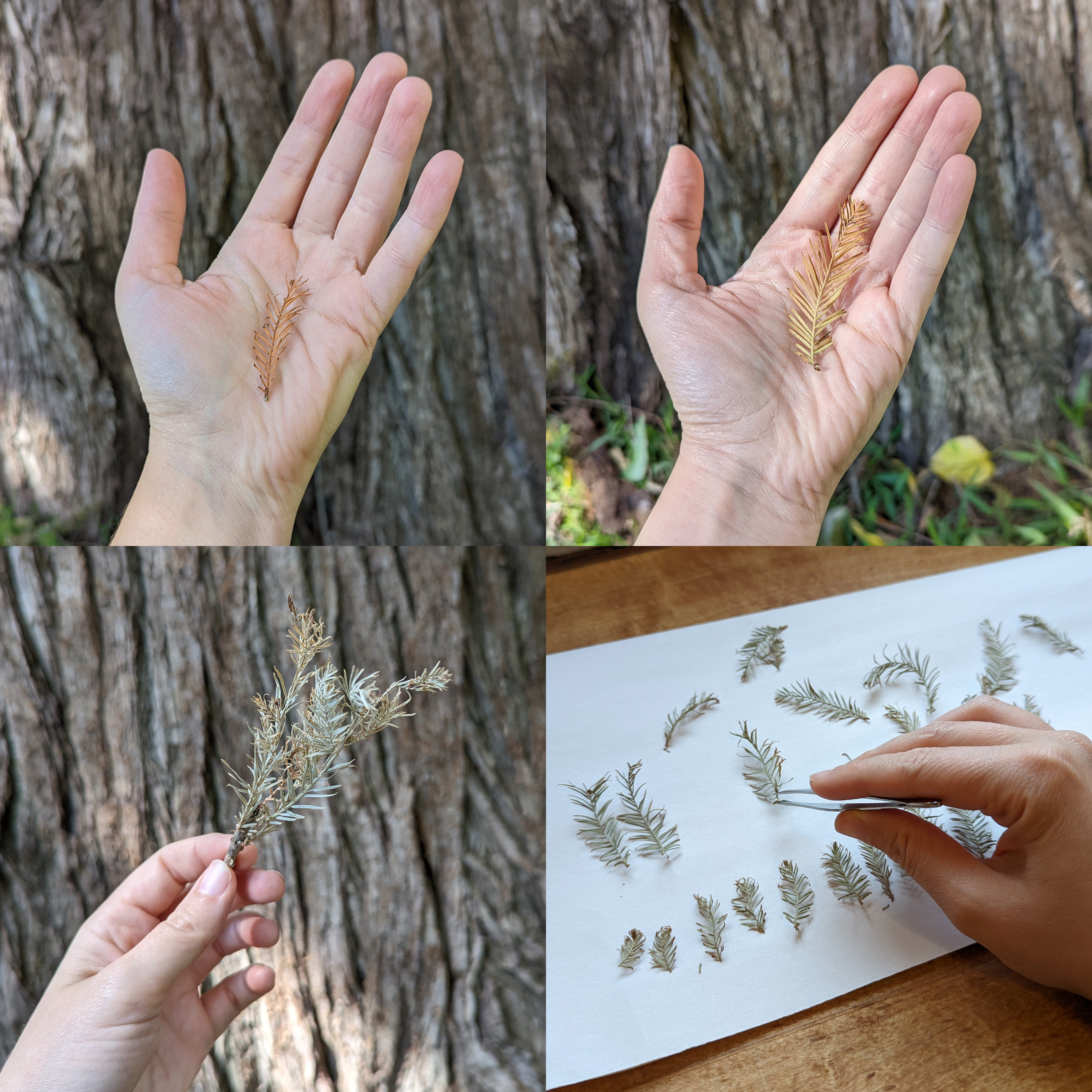 Four pictures of Cat’s hand holding fallen cypress leaves. In the
top left photo, the leaf is burnt orange and centered in their palm. In the
top right photo, the leaf is centered in their palm and fades from light
green to golden yellow to burnt orange. In the bottom right photo, Cat holds
a small branch that houses several foamy-green cypress leaves that have touches of gold on their tips. In the bottom right photo, Cat uses tweezers to
place foamy-green cypress leaves into a grid.
