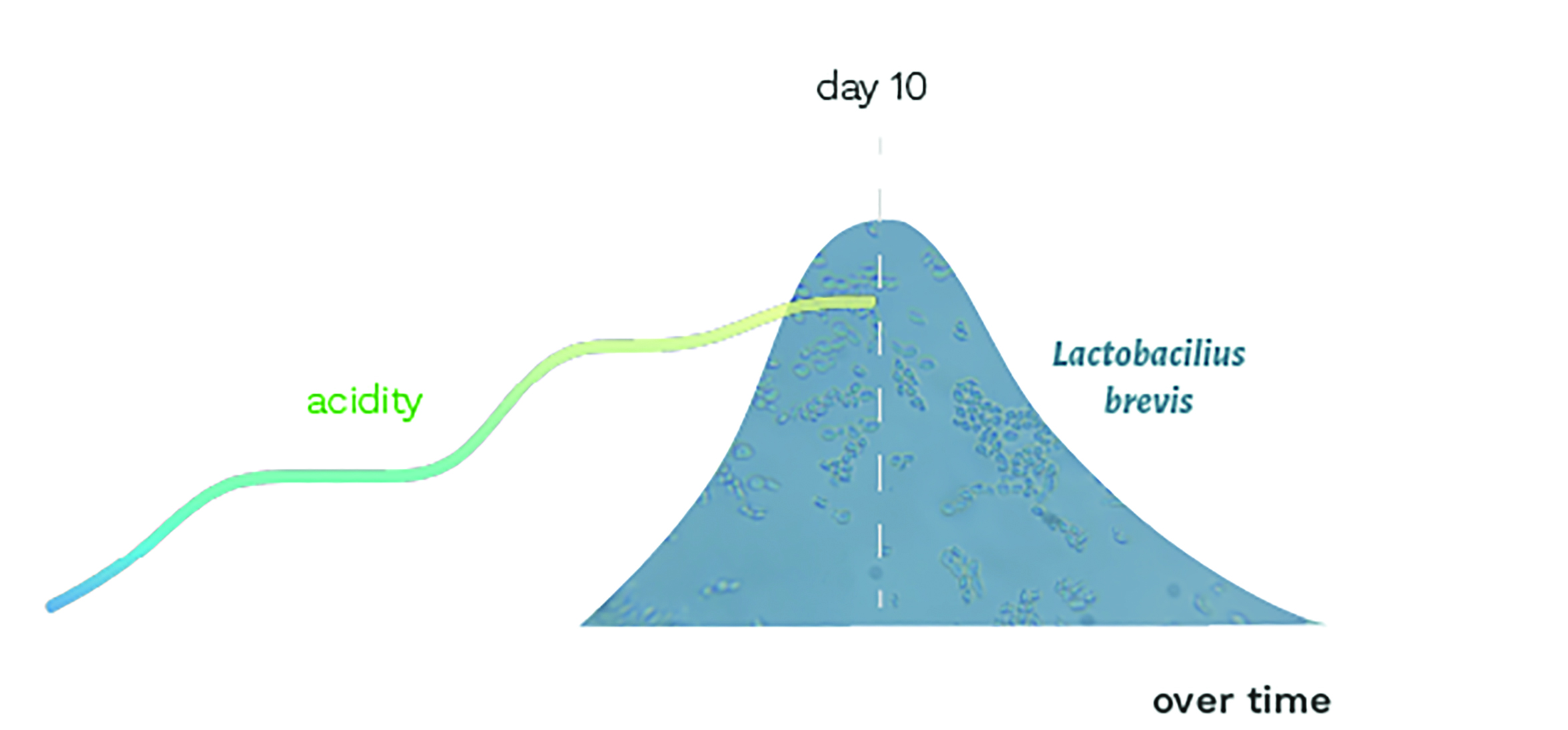 A sketch of acidity increasing over time and maximizing at day 10, during the peak value of Lactobacilius brevis.