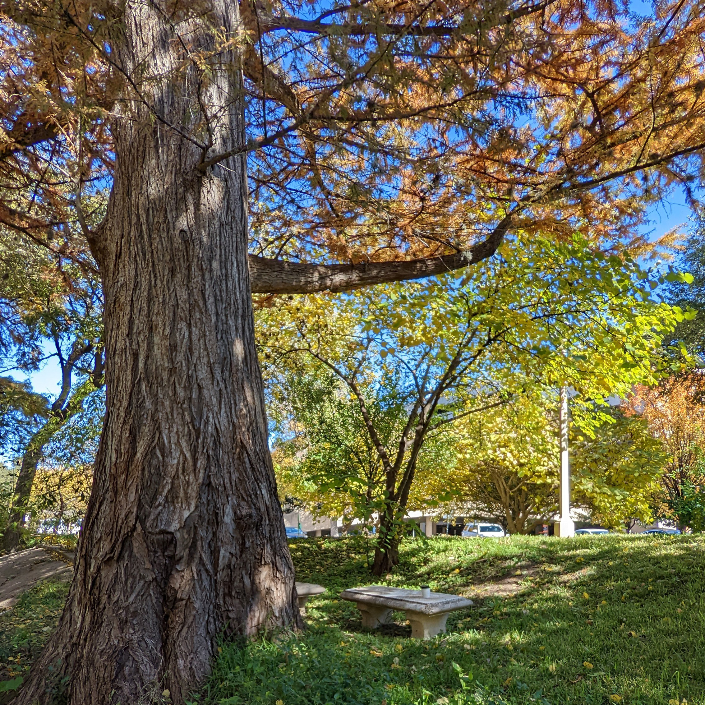 A picture of a large bald cypress trunk with a small bench right beside it.