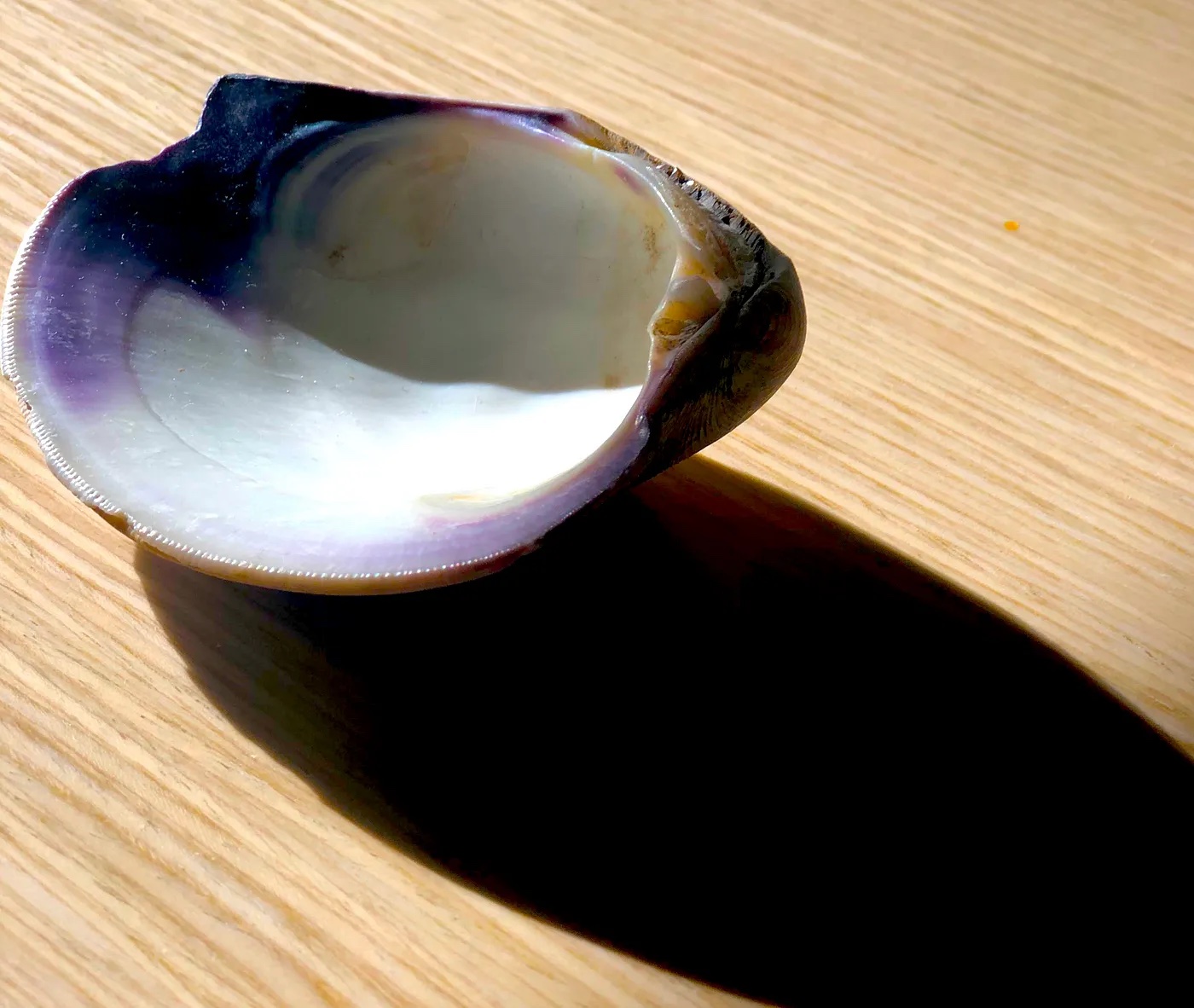 An image of a wampum shell that the artist takes with her when she gives talks. It is purple and white and has no animal inside of it anymore. It is a type of river clam.